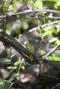 Green Anole On Branch