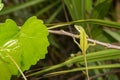 Green Anole