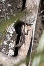 Green Anole in Its Brown Phase Royalty Free Stock Photo