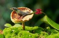 Green anole lizard