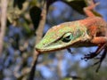 Green Anole Lizard