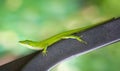 Green Anole lizard Anolis carolinensis Royalty Free Stock Photo