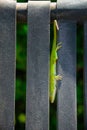 Green Anole lizard Anolis carolinensis Royalty Free Stock Photo