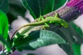 Green Anole Lizard Royalty Free Stock Photo