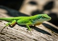 A green anole lizard, **Anolis carolinensis**, is perched on a light-colored, textured surface, Royalty Free Stock Photo