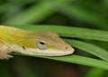 Green anole lizard (Anolis carolinensis) resting in tall grass during the night hours in Houston, TX. Royalty Free Stock Photo