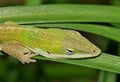 Green anole lizard (Anolis carolinensis) resting in tall grass during the night hours in Houston, TX. Royalty Free Stock Photo
