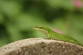 Green Anole Lizard Anolis carolinensis Shallow DOF Royalty Free Stock Photo