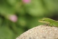 Green Anole Lizard Anolis carolinensis Shallow DOF Royalty Free Stock Photo