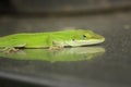 Green Anole Lizard Anolis carolinensis Shallow DOF Royalty Free Stock Photo