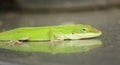 Green Anole Lizard Anolis carolinensis Shallow DOF Royalty Free Stock Photo