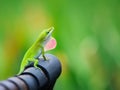 Green Anole lizard Anolis carolinensis showing off his bright pink dewlap