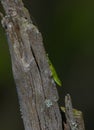 Green Anole Lizard anolis carolinensis sunning on dead tree snag, green color, scale detail Royalty Free Stock Photo