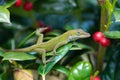 Green Anole lizard Anolis carolinensis