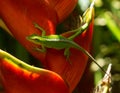 Green Anole Lizard on Plant Royalty Free Stock Photo