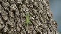 A green Anole lizard climbing a tree.