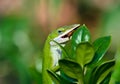 Green Anole lizard eating an insect