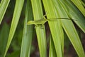 Green Anole Lizard Royalty Free Stock Photo