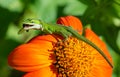 Green Anole lizard preying on sunflower Royalty Free Stock Photo