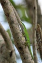 Green anole lizard on a tree in melbourne florida