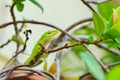Green Anole Lizard on tree Royalty Free Stock Photo