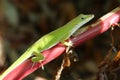 Green anole lizard on red branch, closeup