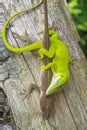 Green anole lizards mating 2 Royalty Free Stock Photo