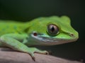 green anole lizard relaxing in the wildness