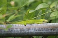 A green anole perched on a chain link fence, resting in the sun