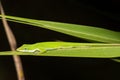 Sleeping Green Anole - Anolis carolinensis