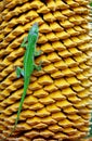 Green Anole and yellow Sago palm seeds