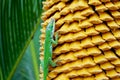 Green Anole and yellow Sago palm seeds
