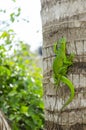 Green Anoles Mating Royalty Free Stock Photo