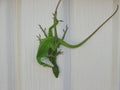 Green Anoles Procreating Royalty Free Stock Photo