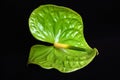 Green Anthurie flower on black Royalty Free Stock Photo