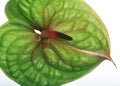 Green Anthurium Royalty Free Stock Photo