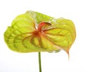 Green Anthurium Royalty Free Stock Photo