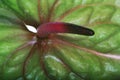 Green Anthurium close up Royalty Free Stock Photo