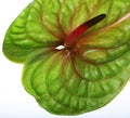 Green Anthurium close up Royalty Free Stock Photo