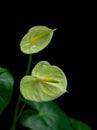 Green Anthurium in the Dark Background Royalty Free Stock Photo