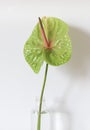 Green anthurium or flamingo flowerin vase on the white background. Royalty Free Stock Photo