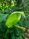 Green anthurium flower Royalty Free Stock Photo