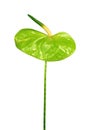 Green Anthurium flower Royalty Free Stock Photo