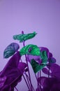 Green Anthurium flowers isolated on purple background Royalty Free Stock Photo