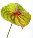 Green Anthurium close up Royalty Free Stock Photo