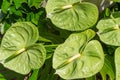 Green Anthurium Tropical Flower Royalty Free Stock Photo