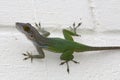 Green Antigua Chameleon on a White Painted Wall Royalty Free Stock Photo