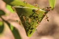 Green ants Oecophylla smaragdina nest in a tree