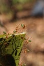 Green ants Oecophylla smaragdina nest in a tree