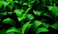 Anubias green aquatic plant